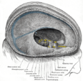 Vagus nerve and the heart.