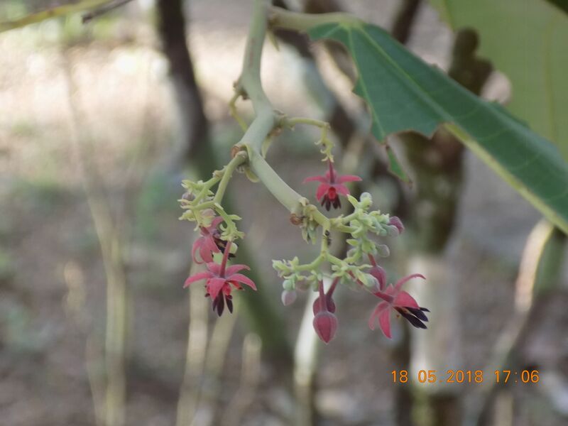 File:Theobroma bicolor.jpg