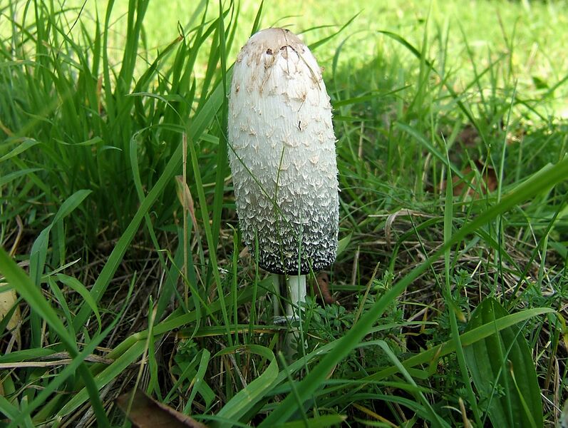 File:2006-10-22Coprinus comatus02.jpg