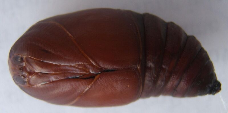 File:Actias luna male pupa sjh.JPG