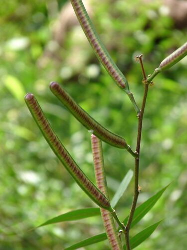 File:Coffee Senna 2.jpg