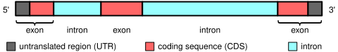 File:Gene structure.svg