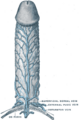 Thumbnail for version as of 17:27, 18 May 2026