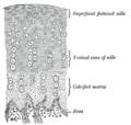 Thumbnail for version as of 17:28, 18 May 2026