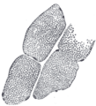 Thumbnail for version as of 17:27, 18 May 2026