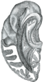 Thumbnail for version as of 17:28, 18 May 2026