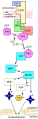 Thumbnail for version as of 00:59, 19 May 2026
