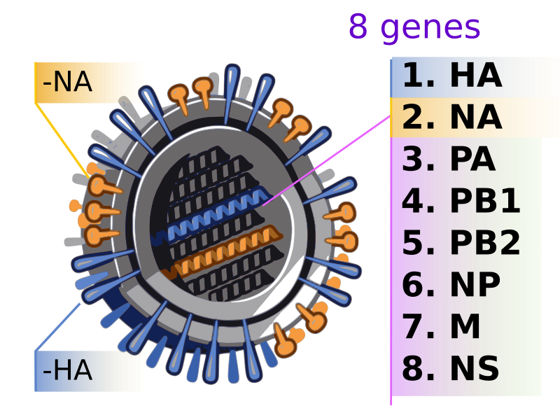 File:2009 H1N1 influenza virus genetic-num.svg