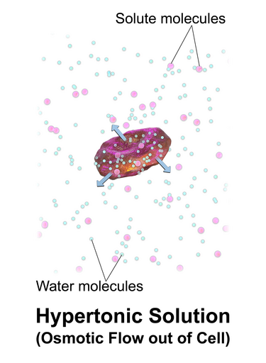 File:Blausen 0683 OsmoticFlow Hypertonic.png