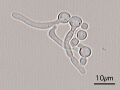 Thumbnail for version as of 03:36, 5 June 2026