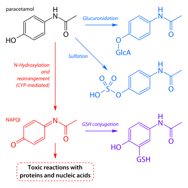 File:Paracetamol metabolism.svg