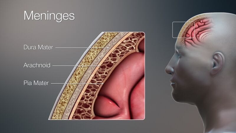 File:3D Medical Illustration Meninges Details.jpg