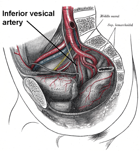 File:Inferiorvesical.png