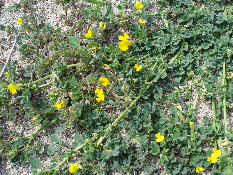 File:Medicago littoralis2.jpg