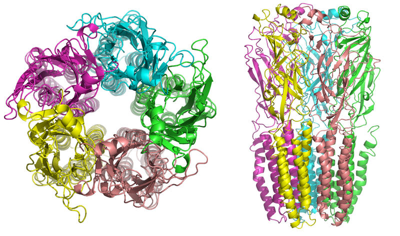 File:NAChR.png