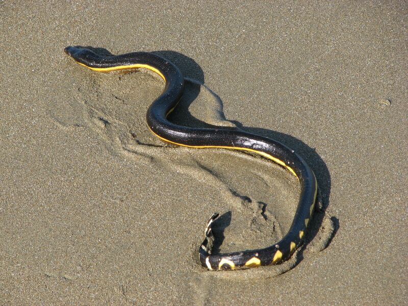 File:Pelamis platura, Costa Rica.jpg