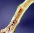 Thumbnail for version as of 03:33, 5 June 2026