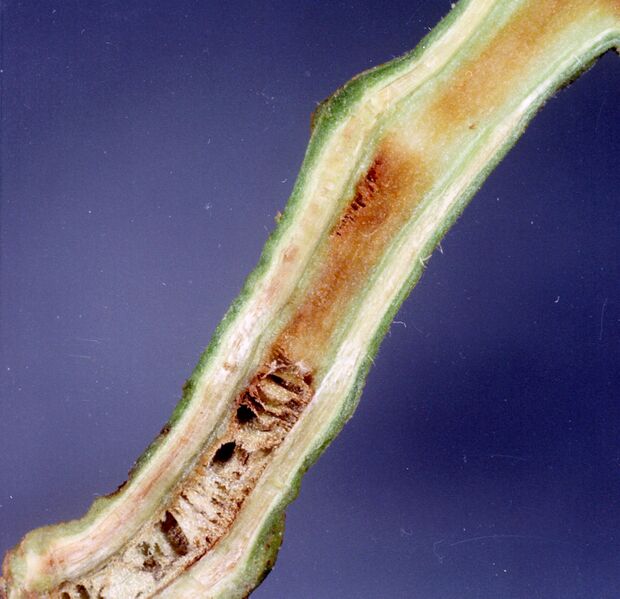 File:Ralstonia solanacearum symptoms.jpg