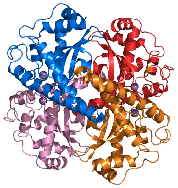 File:Superoxide dismutase 2 PDB 1VAR.png