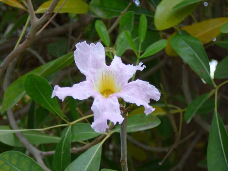 File:Tabebuia rosea 0001.jpg