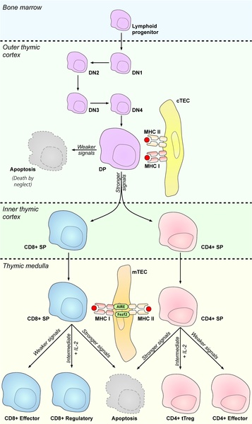 File:Thymic selection.pdf