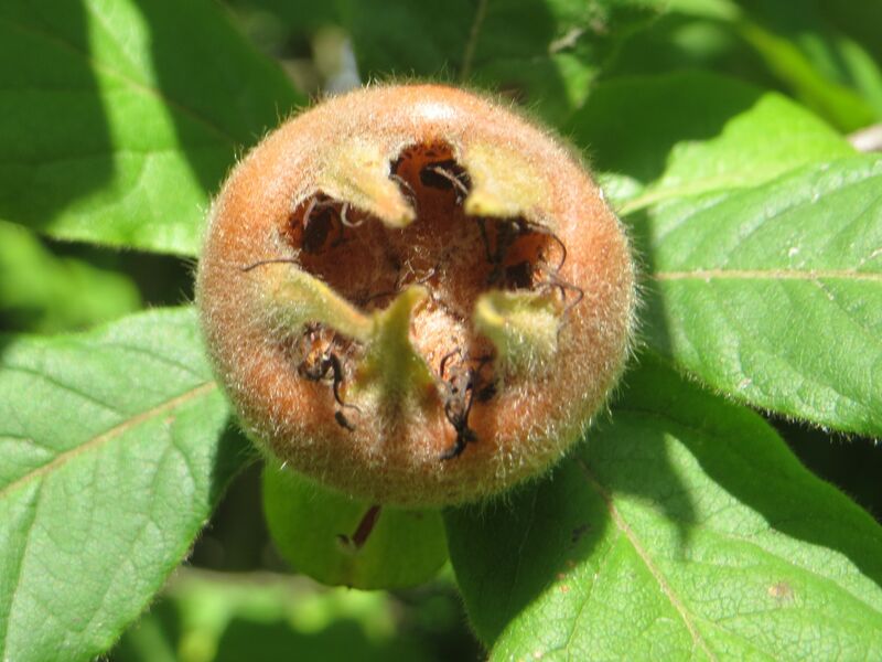 File:20170919Crataegus germanica2.jpg