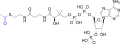 2D structure of Acetyl-CoA