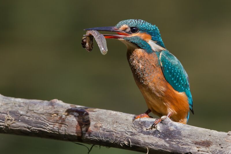 File:Alcedo atthis eating a tadpole.jpg