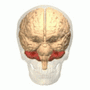 Thumbnail for version as of 03:26, 5 June 2026