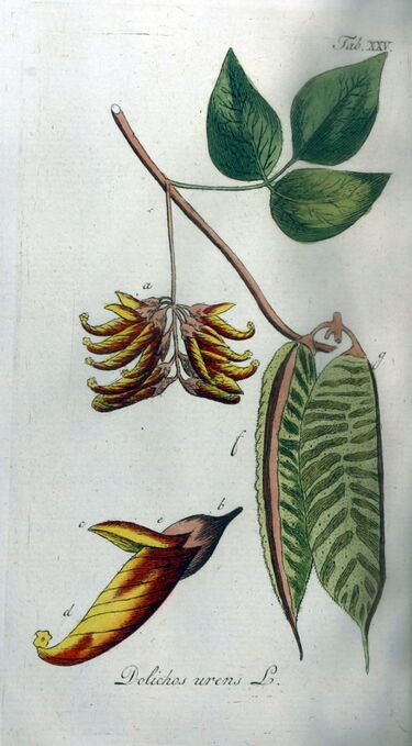 File:Dolichos urens Ypey25.jpg