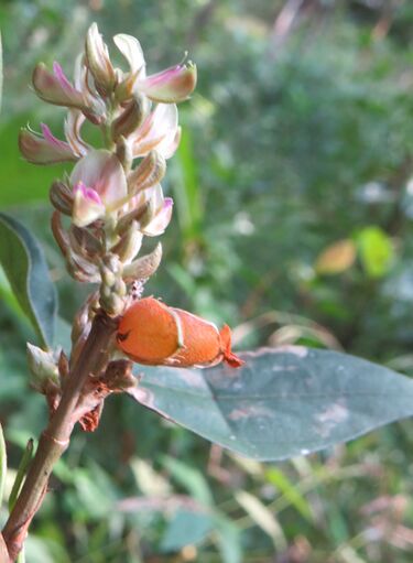 File:Flemingia macrophylla.jpg
