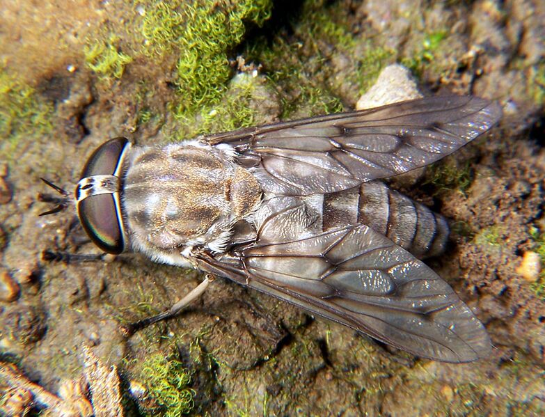 File:Horse fly Tabanus 2.jpg