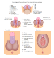 Thumbnail for version as of 02:27, 19 May 2026