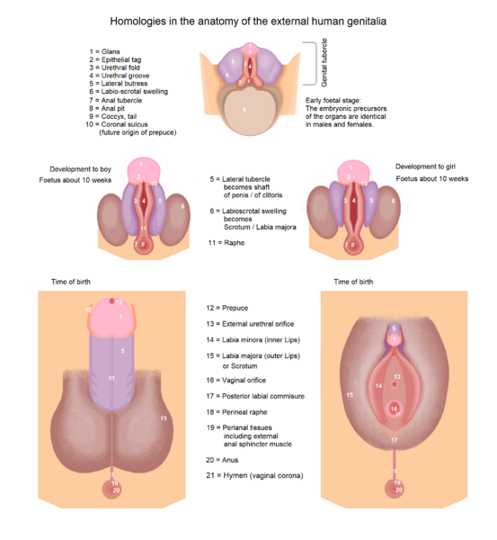 File:Human genitalia - development 1.png