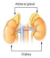 Absent adrenal gland