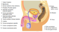 Thumbnail for version as of 20:26, 18 May 2026