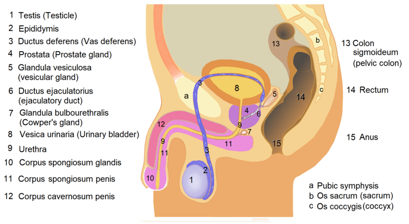 File:Male anatomy 1.png