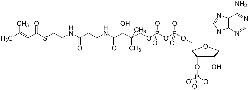 File:Methylcrotonyl coenzyme A.svg