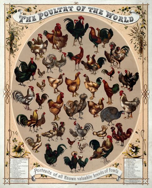 File:Poultry of the world.jpg