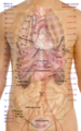 Thorax