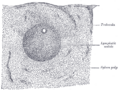 Thumbnail for version as of 17:28, 18 May 2026