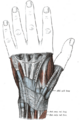 Extensor digitorum muscle