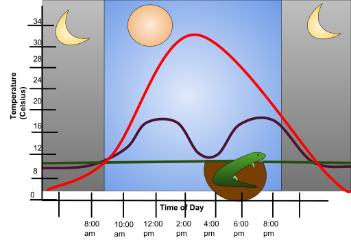 File:Lizard Thermoregulation.svg