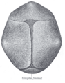Thumbnail for version as of 13:40, 23 May 2026
