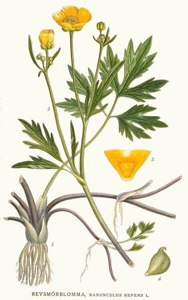 File:160 Ranunculus repens.jpg