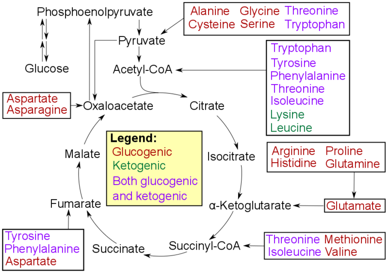 File:Amino acid catabolism revised.png
