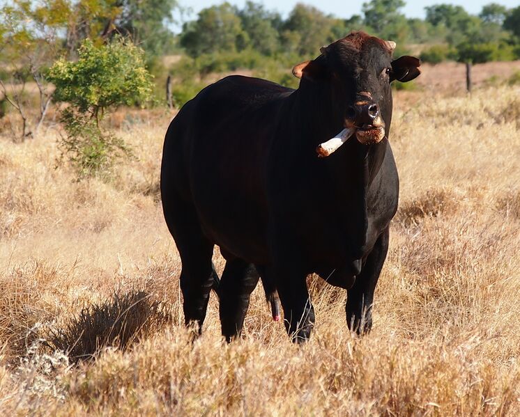 File:Bull chewing bone 4.jpg
