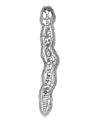 File:Dicyema macrocephalum.png