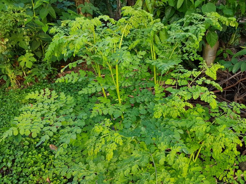 File:Kalamunggay (Moringa oleifera), Philippines.jpg