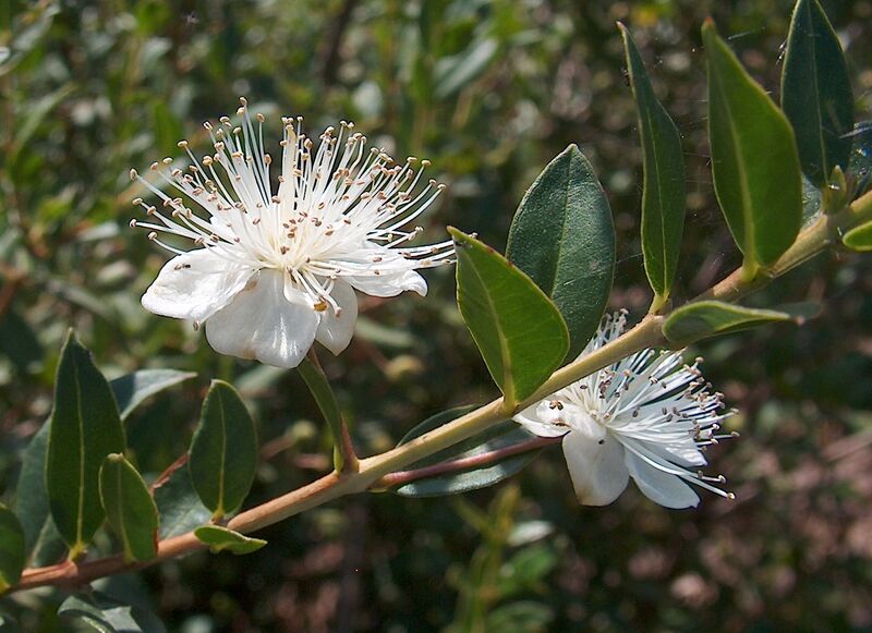 File:Myrtus communis1.jpg